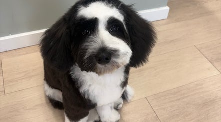 A freshly groomed dog at Top Knotch Dog Grooming, Oliver, British Columbia, CA.
