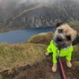 Commando Canines Dog Walking Ltd - Alexandria, 40 Park Avenue, Balloch, Scotland