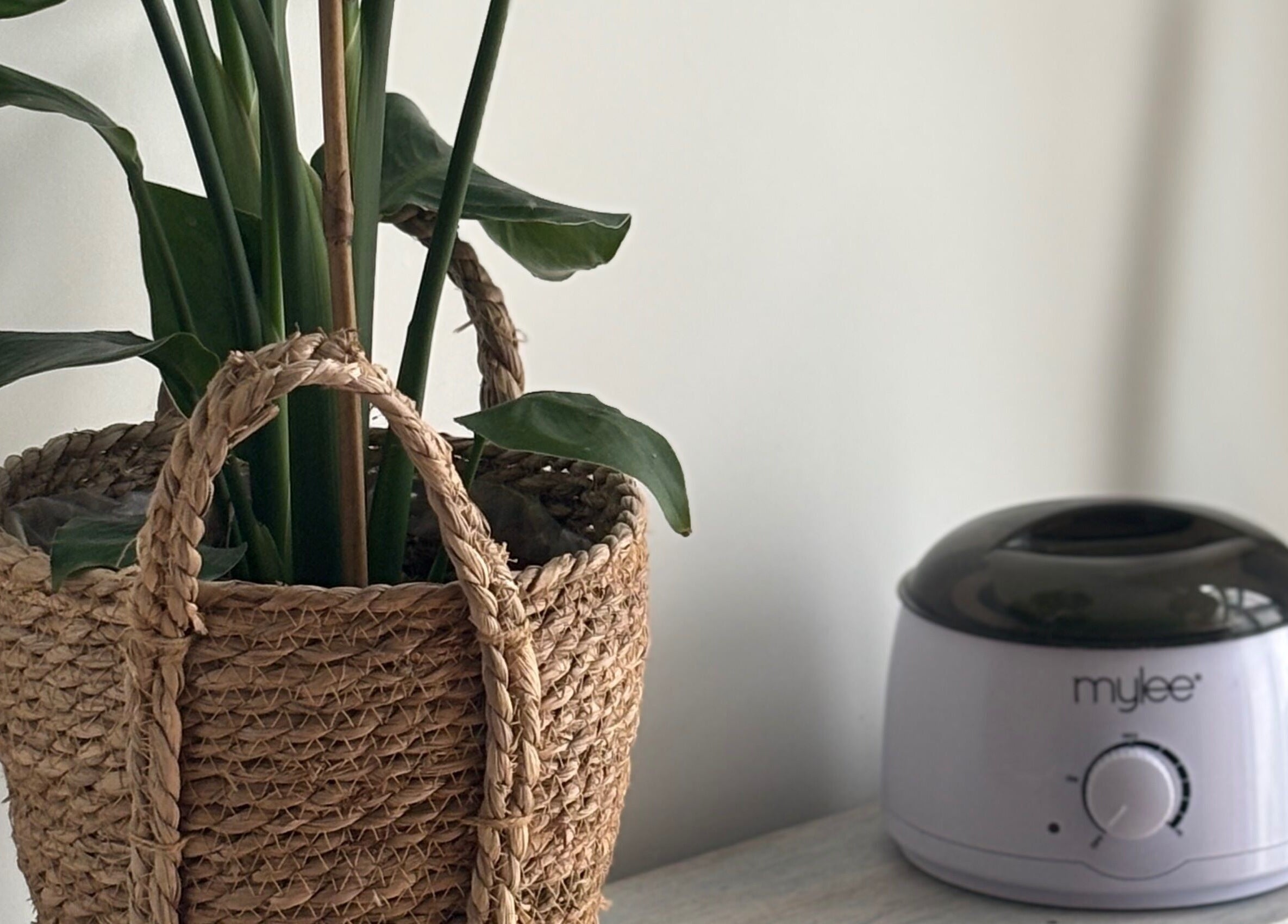 Stylish potted plant beside a wax warmer at Pout & B(r)ow in Southwick, England, GB.