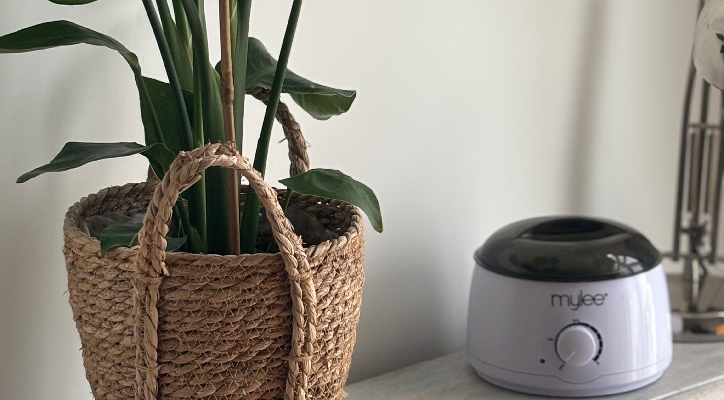 Stylish potted plant beside a wax warmer at Pout & B(r)ow in Southwick, England, GB.