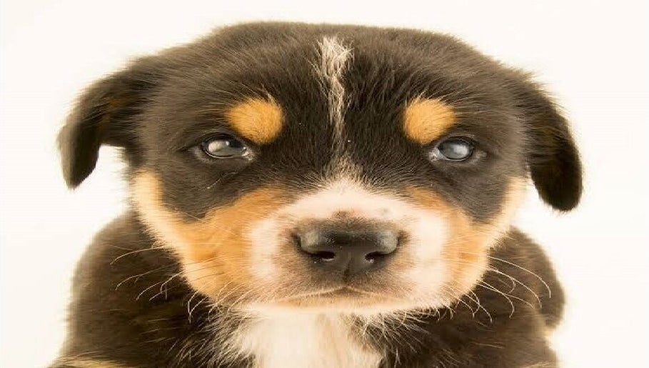 Adorable cachorro en Conypets, Villa El Salvador, Provincia De Lima, PE. Ideal para cuidados de belleza y bienestar.