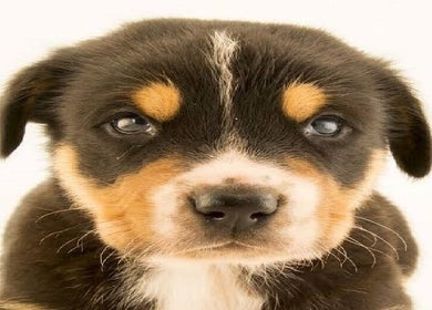 Adorable cachorro en Conypets, Villa El Salvador, Provincia De Lima, PE. Ideal para cuidados de belleza y bienestar.