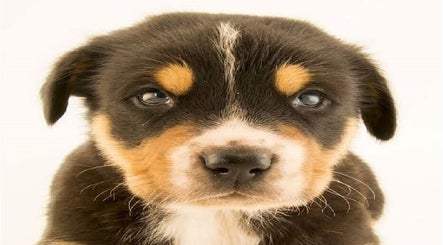 Adorable cachorro en Conypets, Villa El Salvador, Provincia De Lima, PE. Ideal para cuidados de belleza y bienestar.