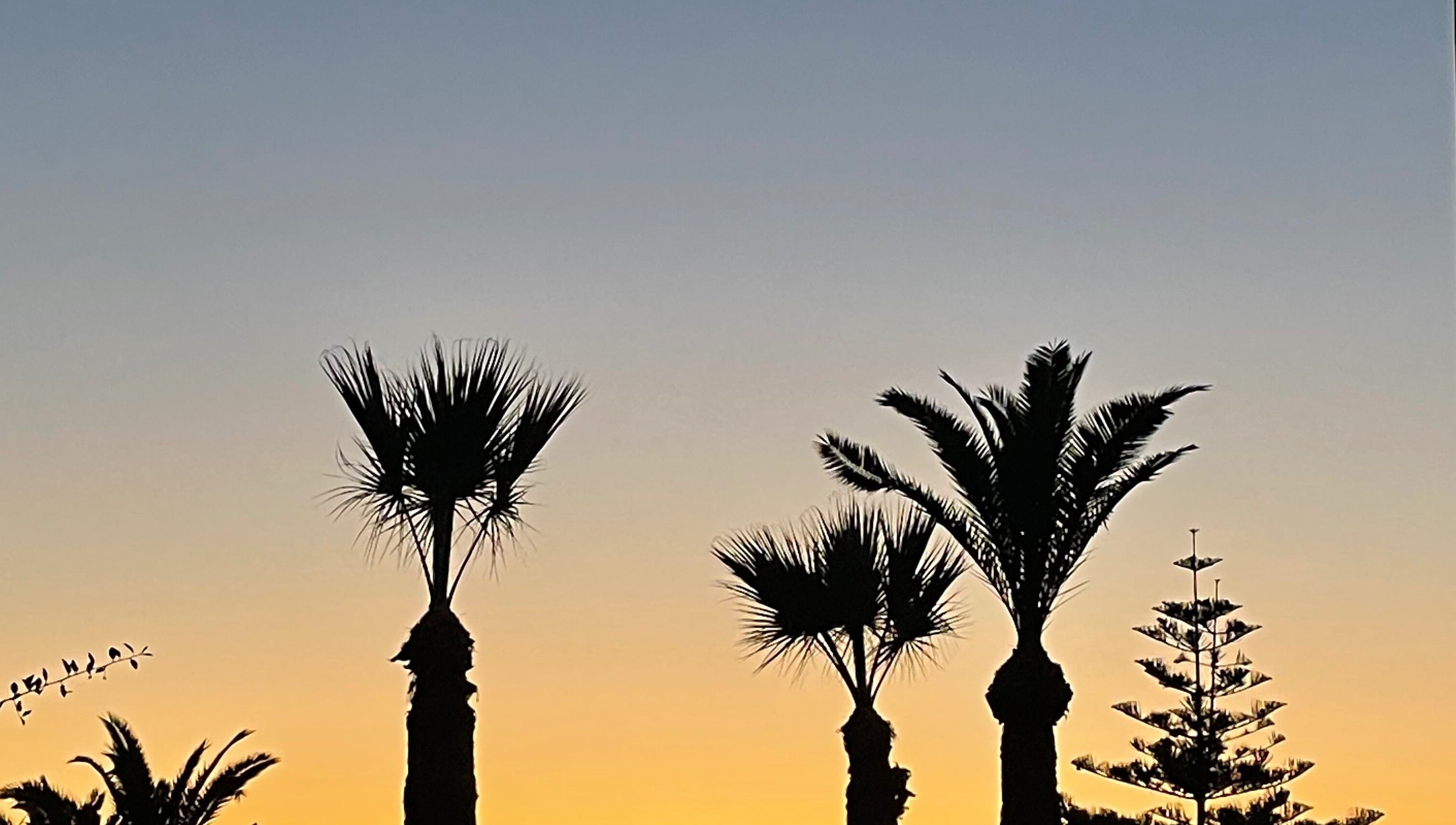 Tranquil sunset over palm trees near IzzyCuts, Klierf, Kanton Klierf, LU.