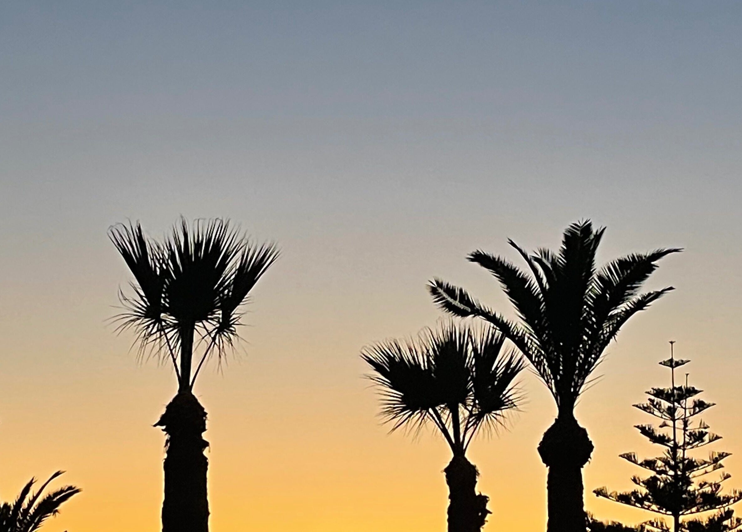 Tranquil sunset over palm trees near IzzyCuts, Klierf, Kanton Klierf, LU.
