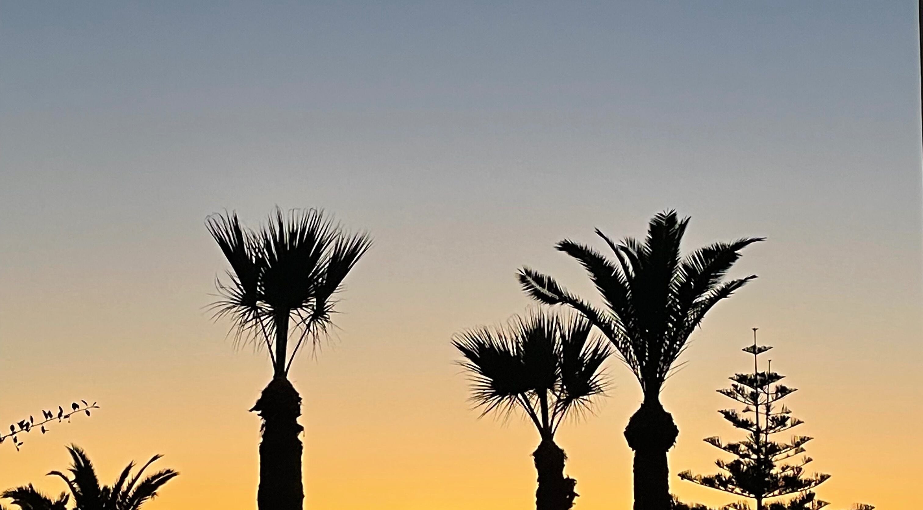Tranquil sunset over palm trees near IzzyCuts, Klierf, Kanton Klierf, LU.