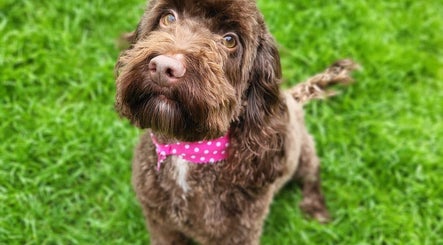 Wag This Way Dog Grooming image 3