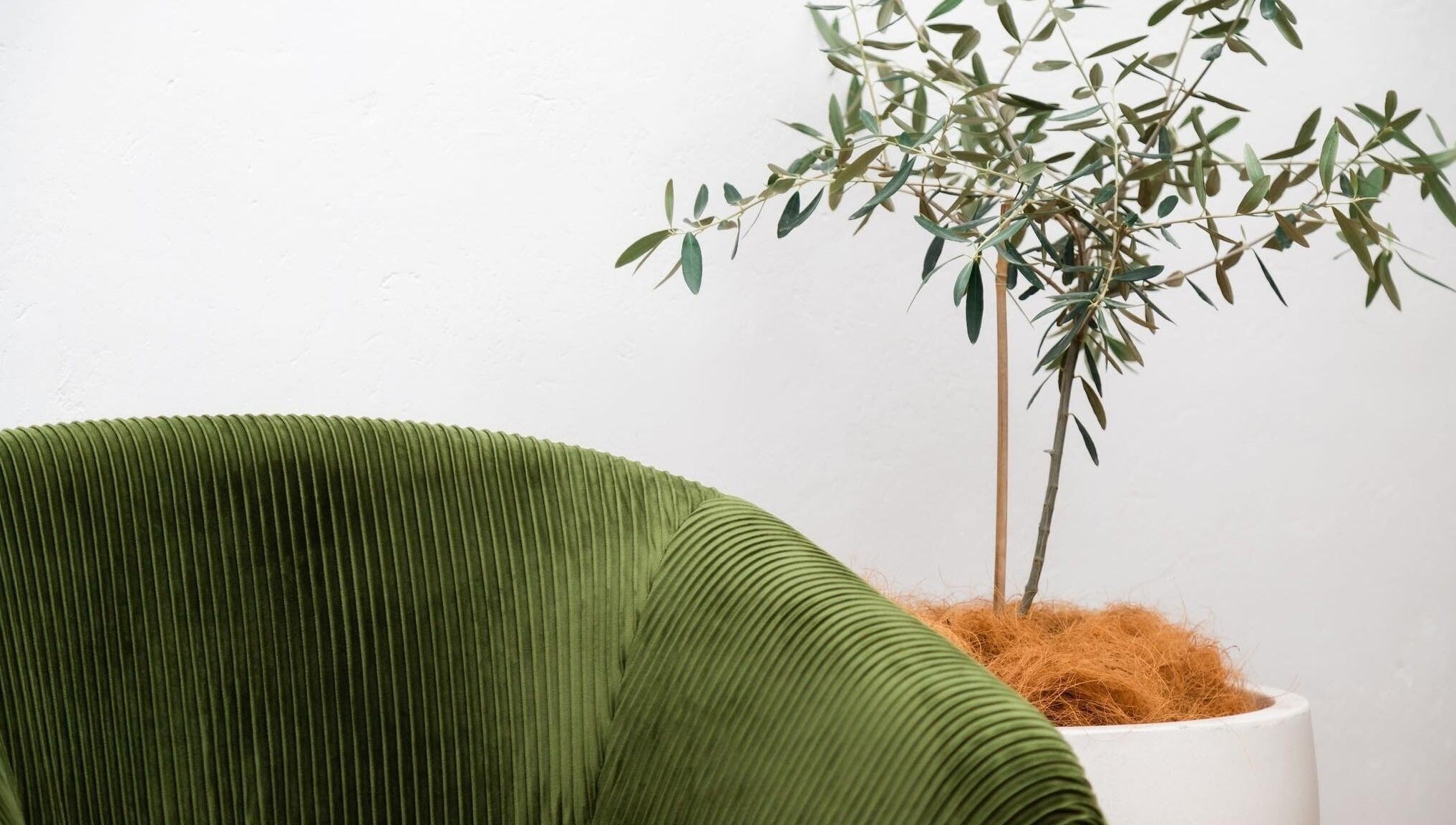 Luxurious green chair and potted plant at Queensland Cosmetic Tattooing, Kingaroy, Queensland, AU.