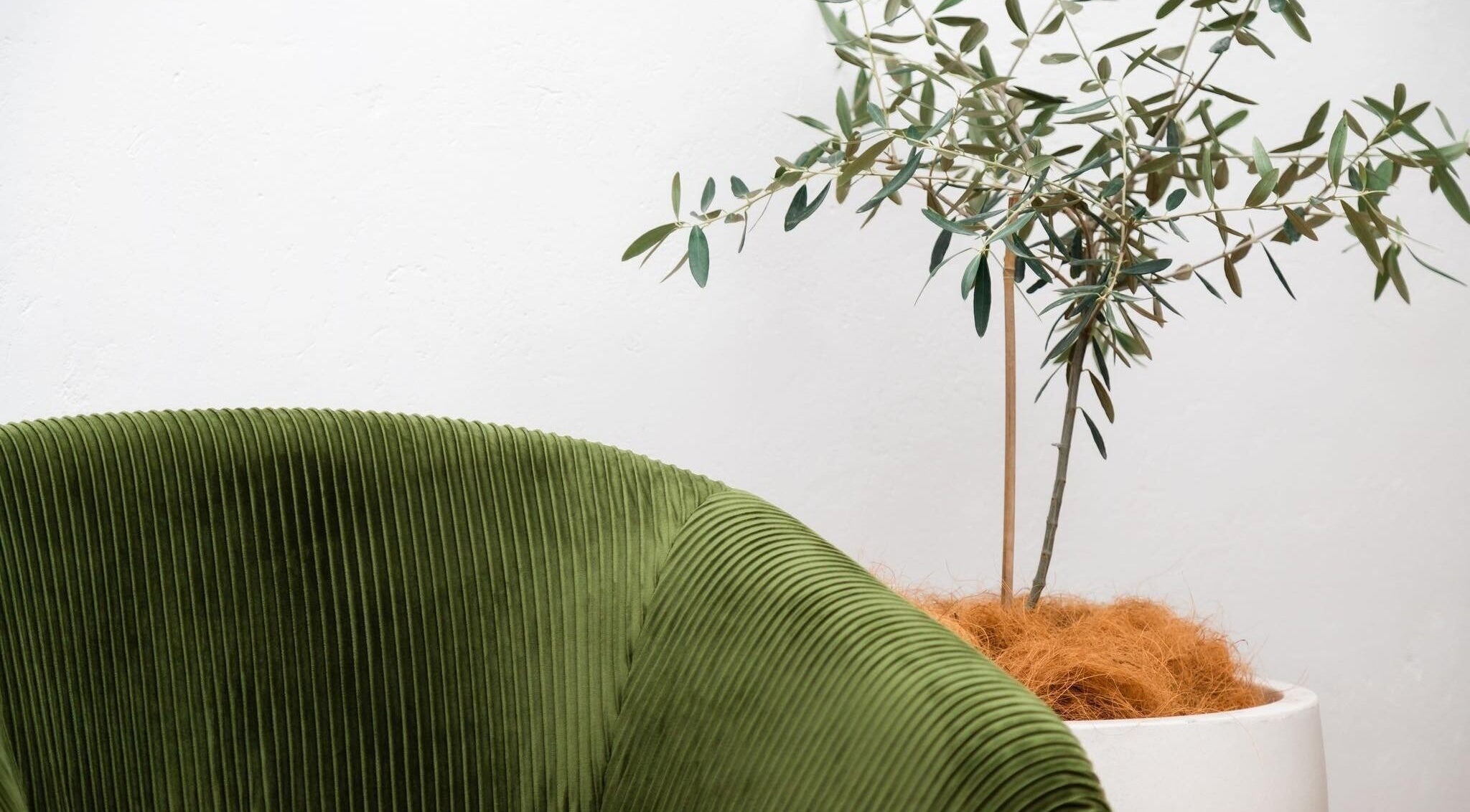Luxurious green chair and potted plant at Queensland Cosmetic Tattooing, Kingaroy, Queensland, AU.