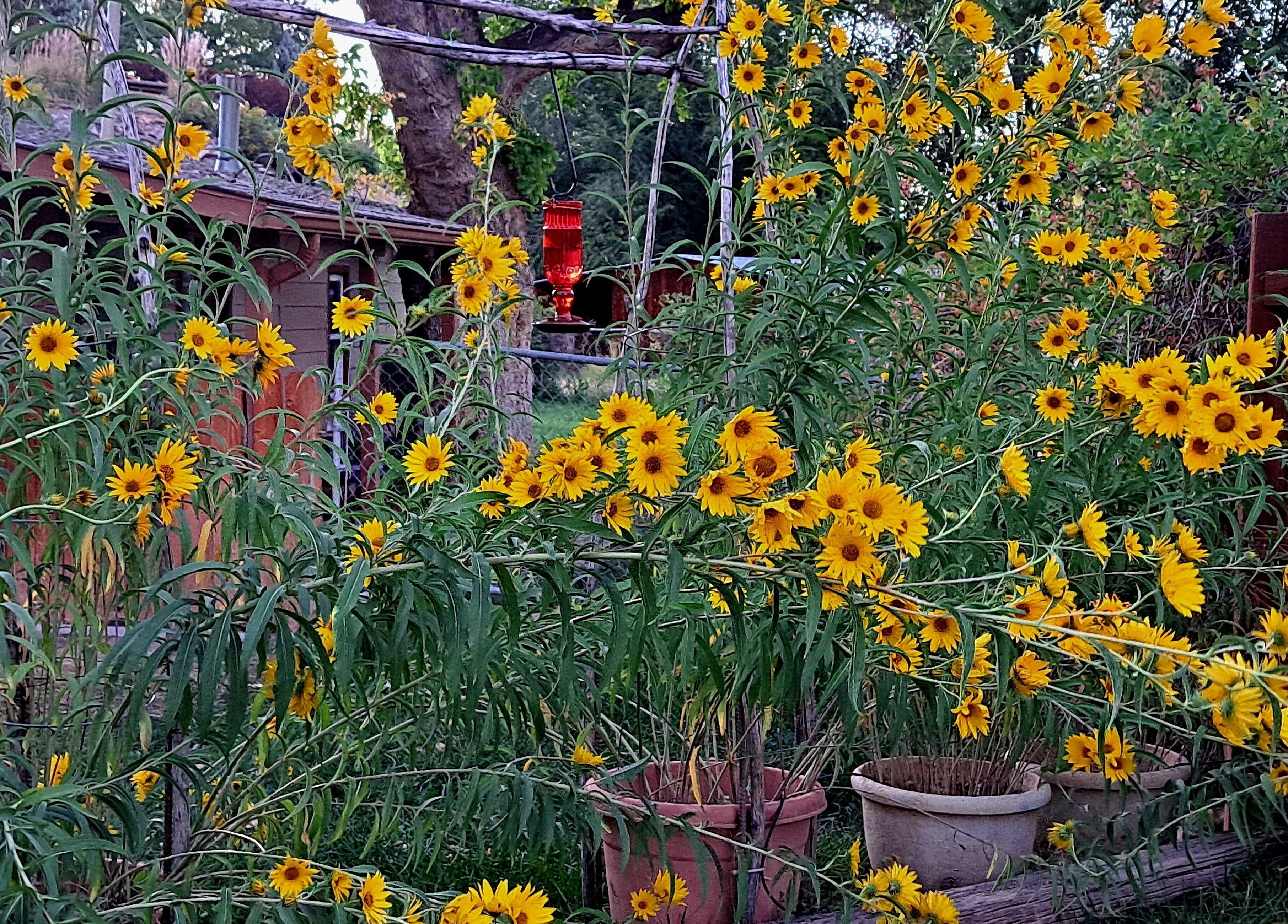 Vibrant yellow flowers in a serene garden at Ladder Creek Massage, Grand Junction, Colorado, US.
