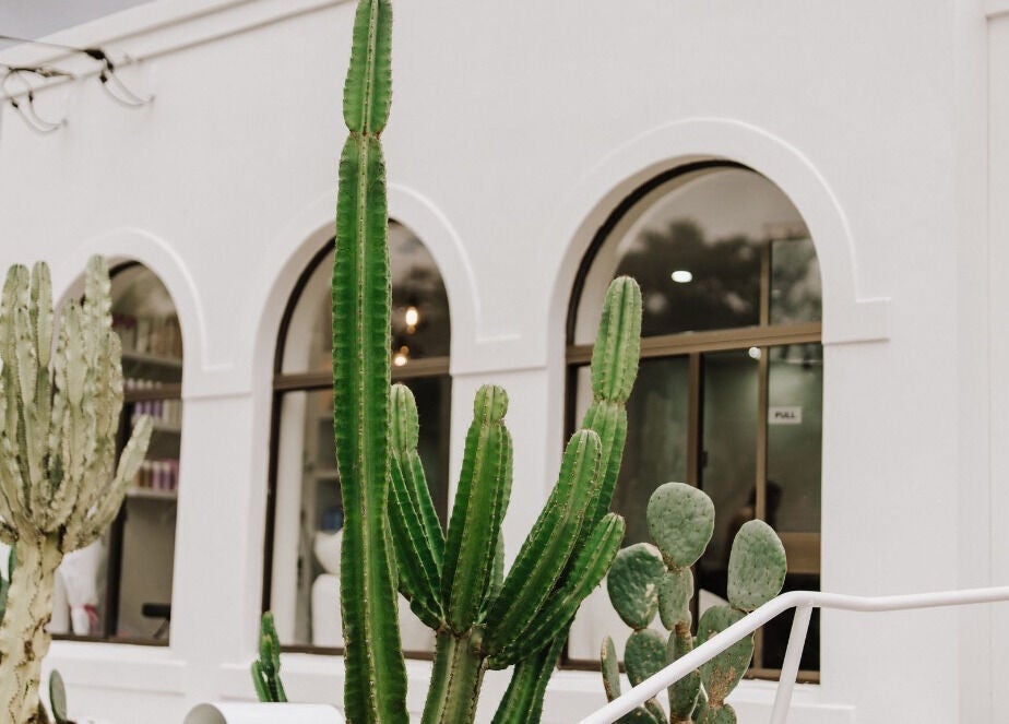 Exterior view of KEIRAVILLE THE SALON with cacti, located in Keiraville, New South Wales, AU.