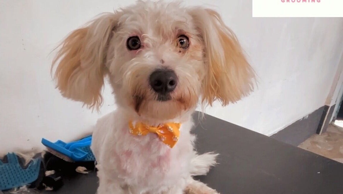 Perro con lazo amarillo en DOGILAND, Ciudad De Guatemala, Guatemala, GT.