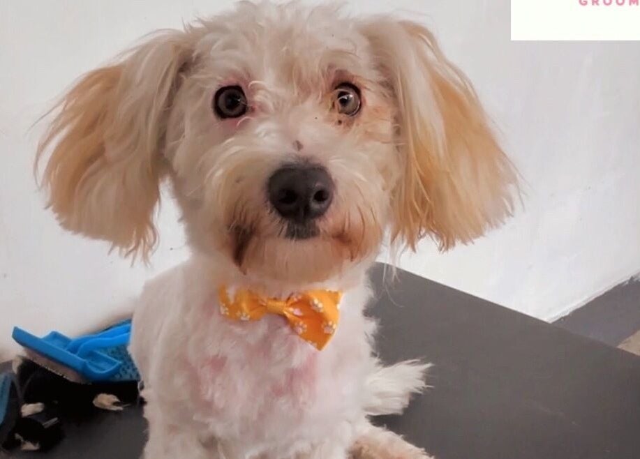 Perro con lazo amarillo en DOGILAND, Ciudad De Guatemala, Guatemala, GT.