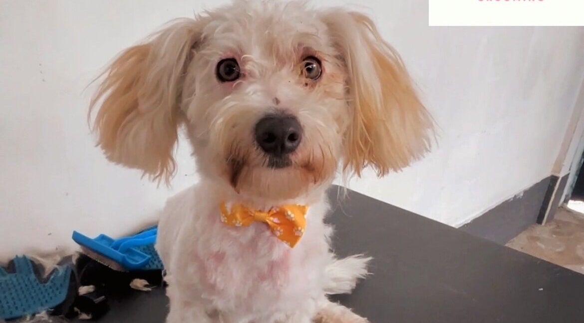 Perro con lazo amarillo en DOGILAND, Ciudad De Guatemala, Guatemala, GT.