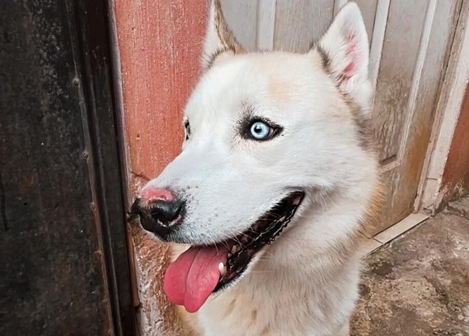 Husky blanco con ojos azules en DOGILAND, Ciudad De Guatemala, Guatemala, GT, exterior rústico.