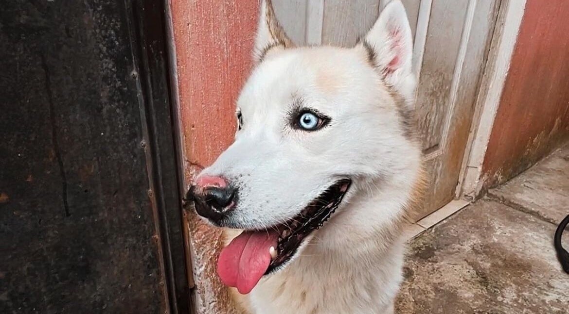 Husky blanco con ojos azules en DOGILAND, Ciudad De Guatemala, Guatemala, GT, exterior rústico.