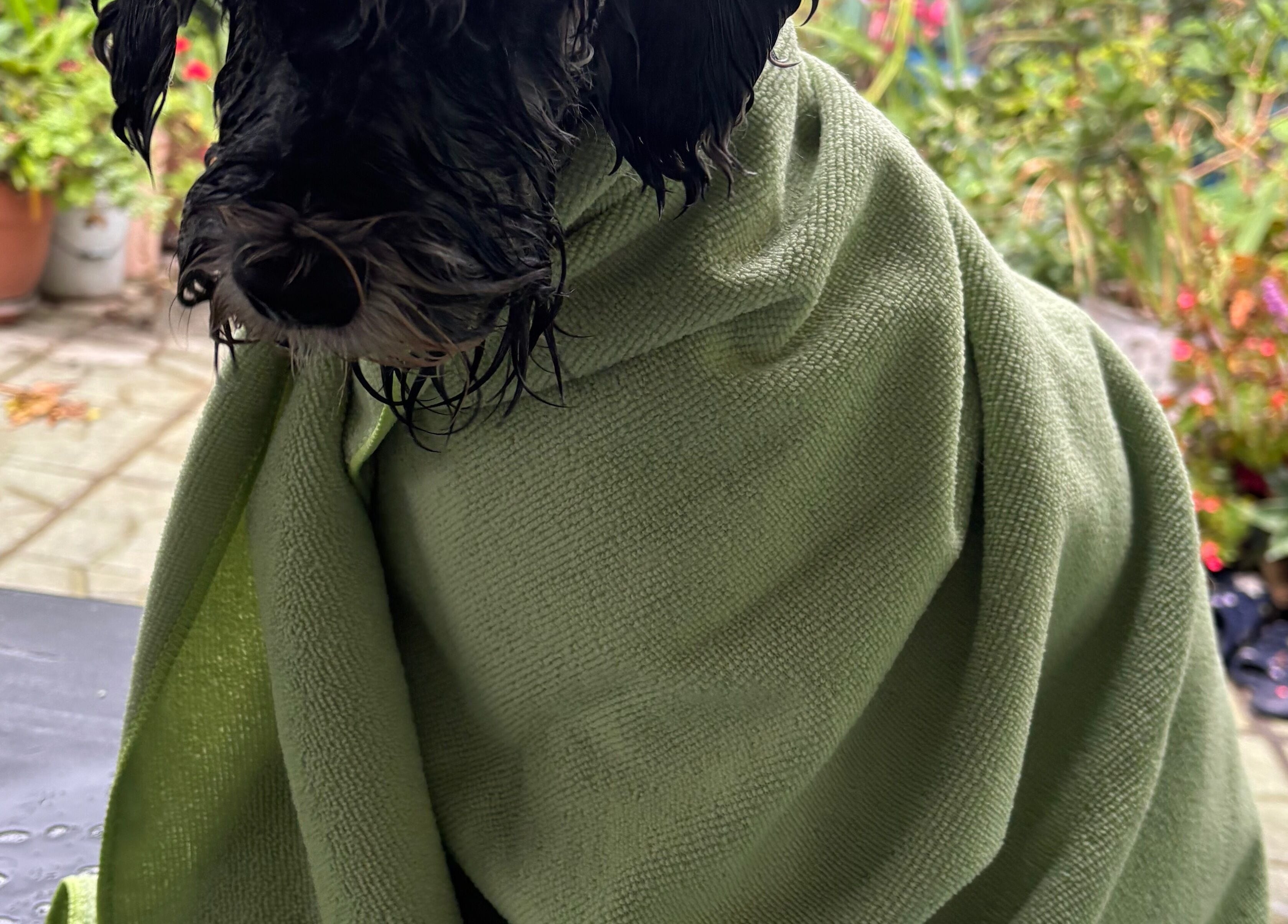 Perro envuelto en toalla verde en DOGILAND, Ciudad De Guatemala, Guatemala, GT.