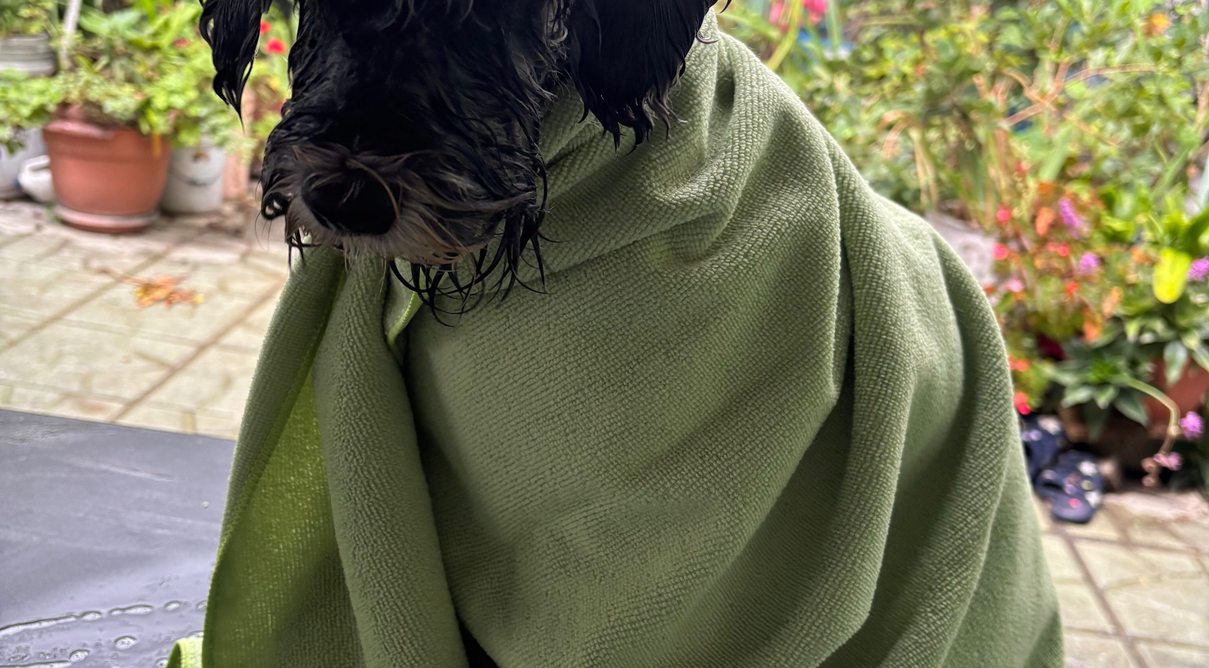 Perro envuelto en toalla verde en DOGILAND, Ciudad De Guatemala, Guatemala, GT.