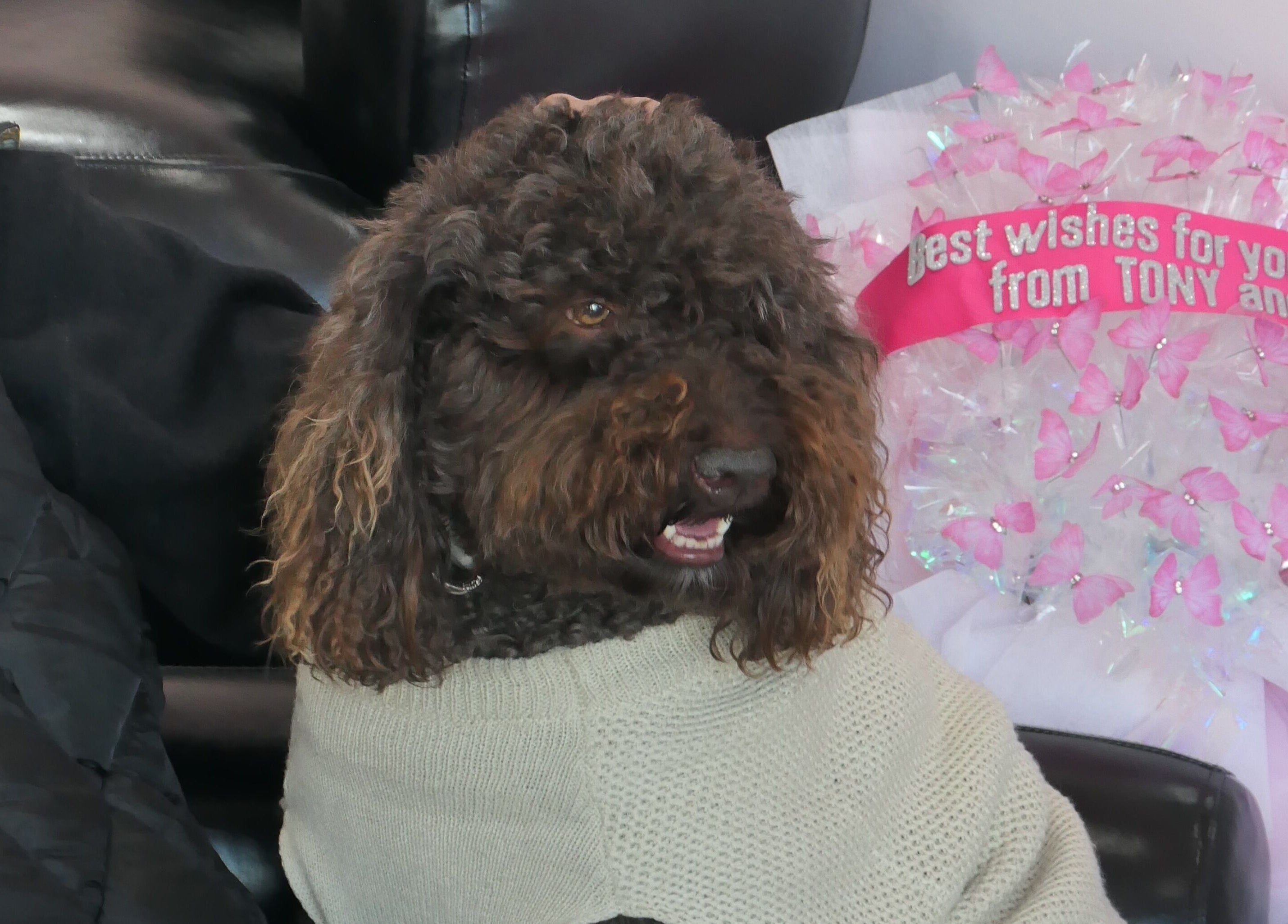 Fluffy dog in salon chair at Ladylux de Beaute, Melbourne, Victoria, AU.