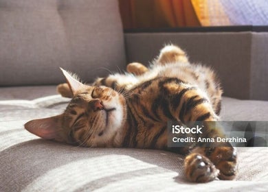 Sunlit cat lounging at Testuchowo Hair in Warszawa, Województwo Mazowieckie, PL, bringing calm vibes.