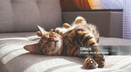Sunlit cat lounging at Testuchowo Hair in Warszawa, Województwo Mazowieckie, PL, bringing calm vibes.