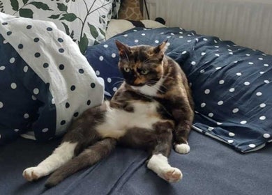 A relaxed cat sitting on a polka dot bed at Testuchowo Hair in Warszawa, Województwo Mazowieckie, PL.