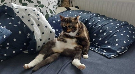 A relaxed cat sitting on a polka dot bed at Testuchowo Hair in Warszawa, Województwo Mazowieckie, PL.