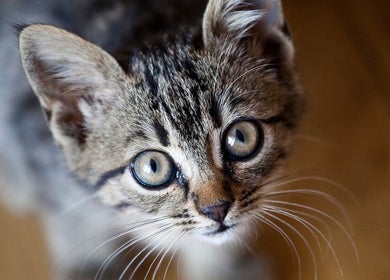Adorable kitten looking curious, adding a touch of warmth to Testuchowo Hair, Warszawa, Województwo Mazowieckie, PL.