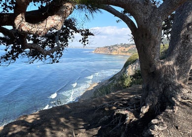 Scenic ocean view from Diamond in LA, Los Angeles, California, US with a tree framing the coastline.
