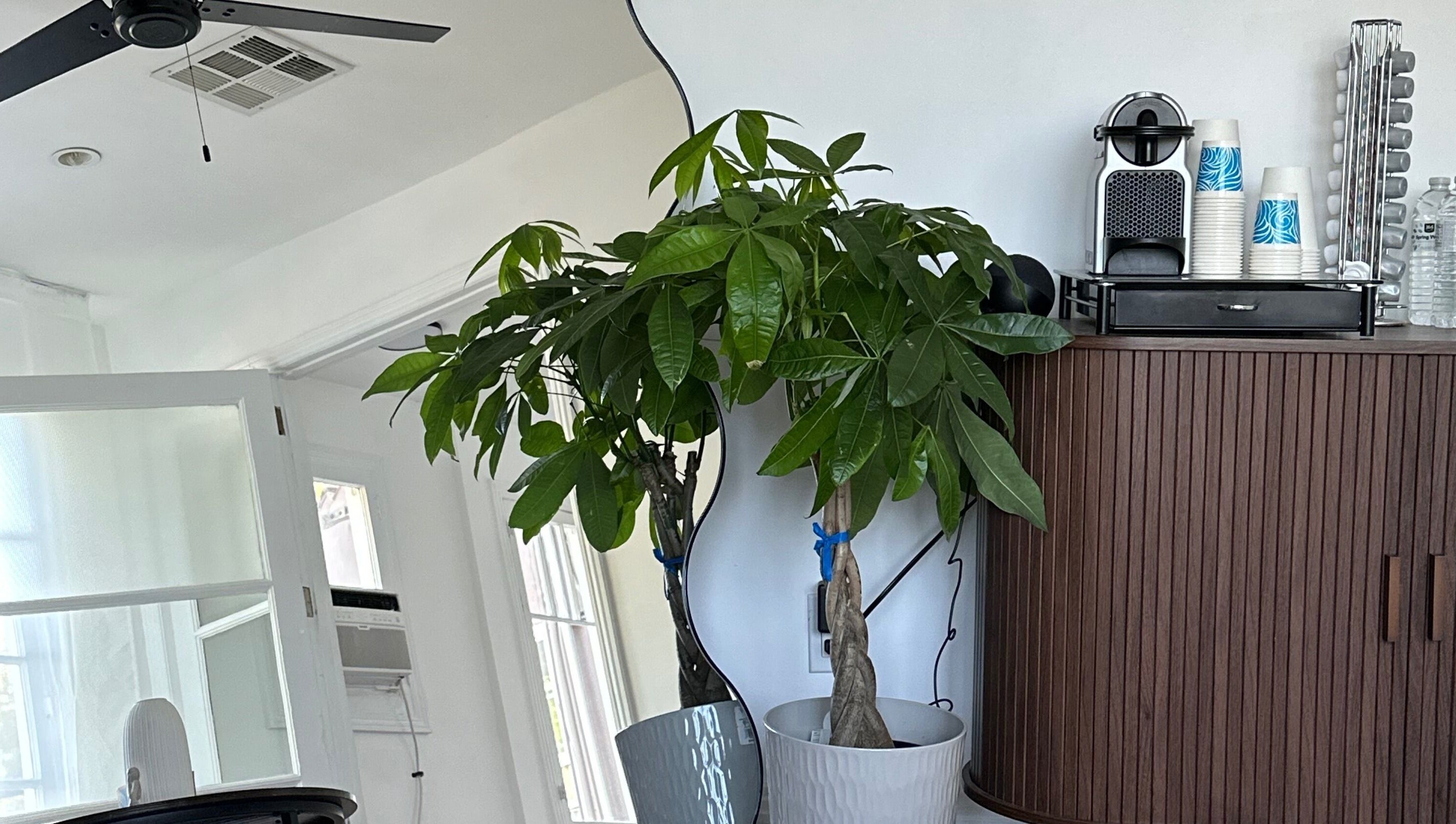 Interior of Face Studio LA in Los Angeles, with lush plant, white pots, and coffee maker on wooden cabinet.