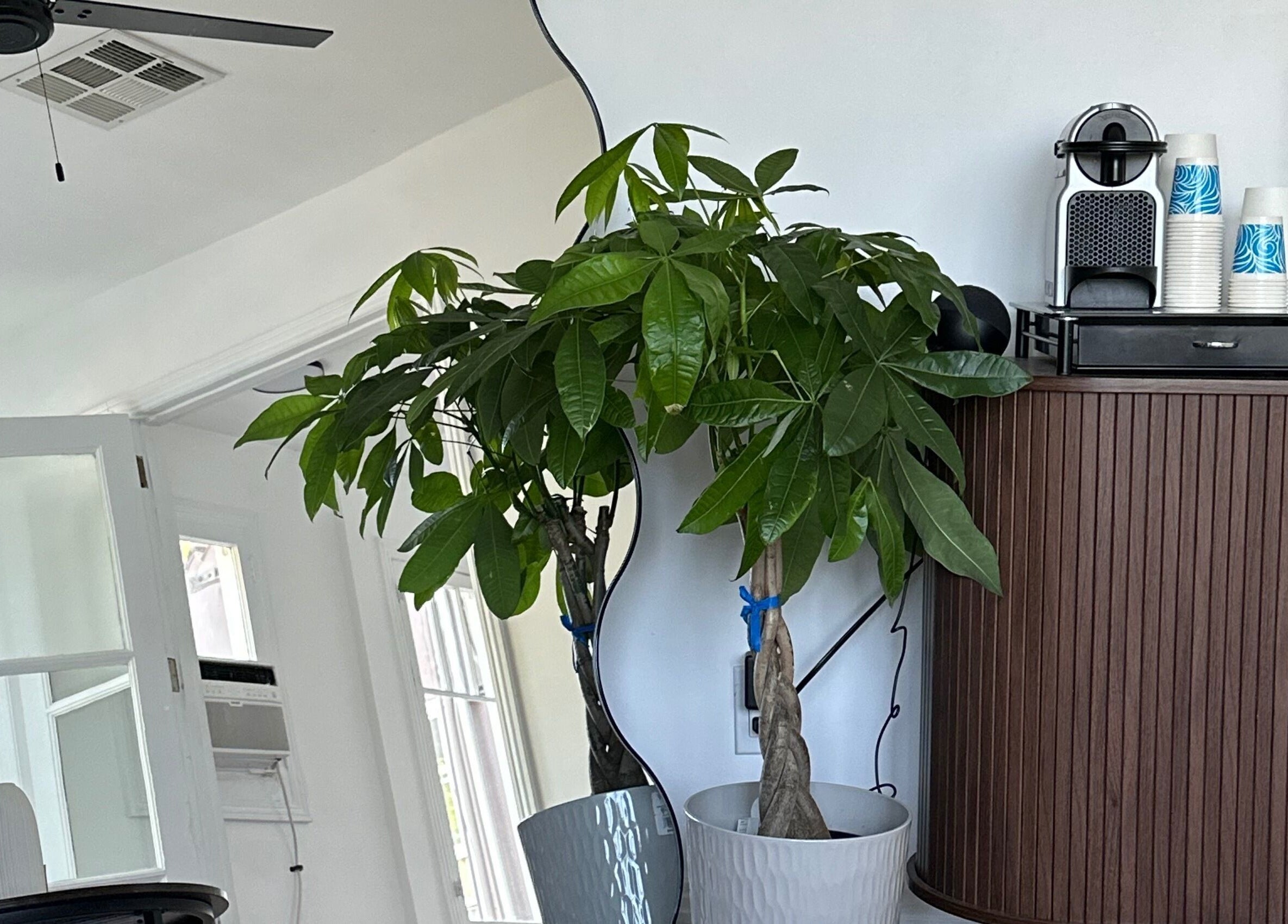 Interior of Face Studio LA in Los Angeles, with lush plant, white pots, and coffee maker on wooden cabinet.