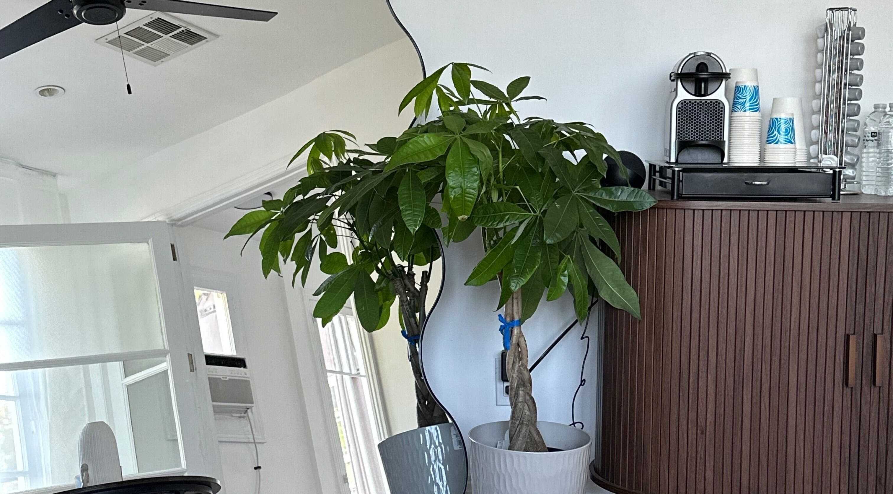 Interior of Face Studio LA in Los Angeles, with lush plant, white pots, and coffee maker on wooden cabinet.