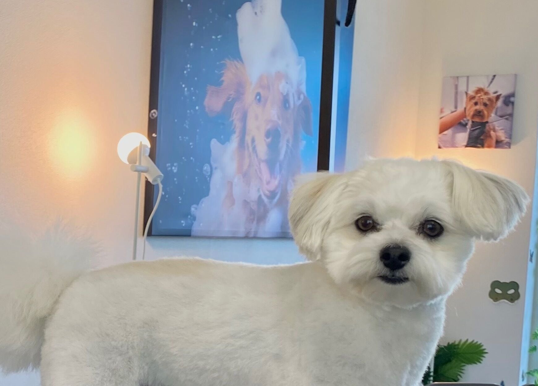 Ein frisch gepflegter Hund im Rogers Hundesalon in Reinach, Aargau, CH.