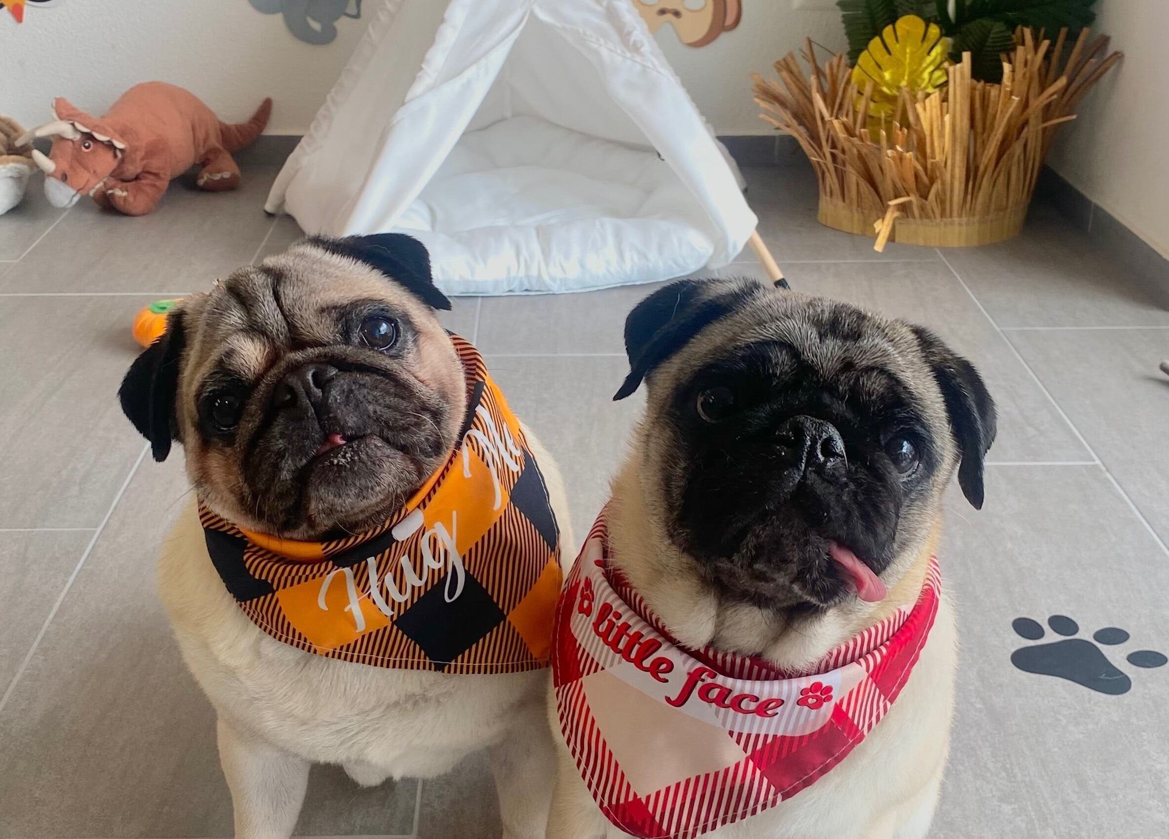 Zwei Möpse mit Schals, entspannt im Rogers Hundesalon in Reinach, Aargau, CH.