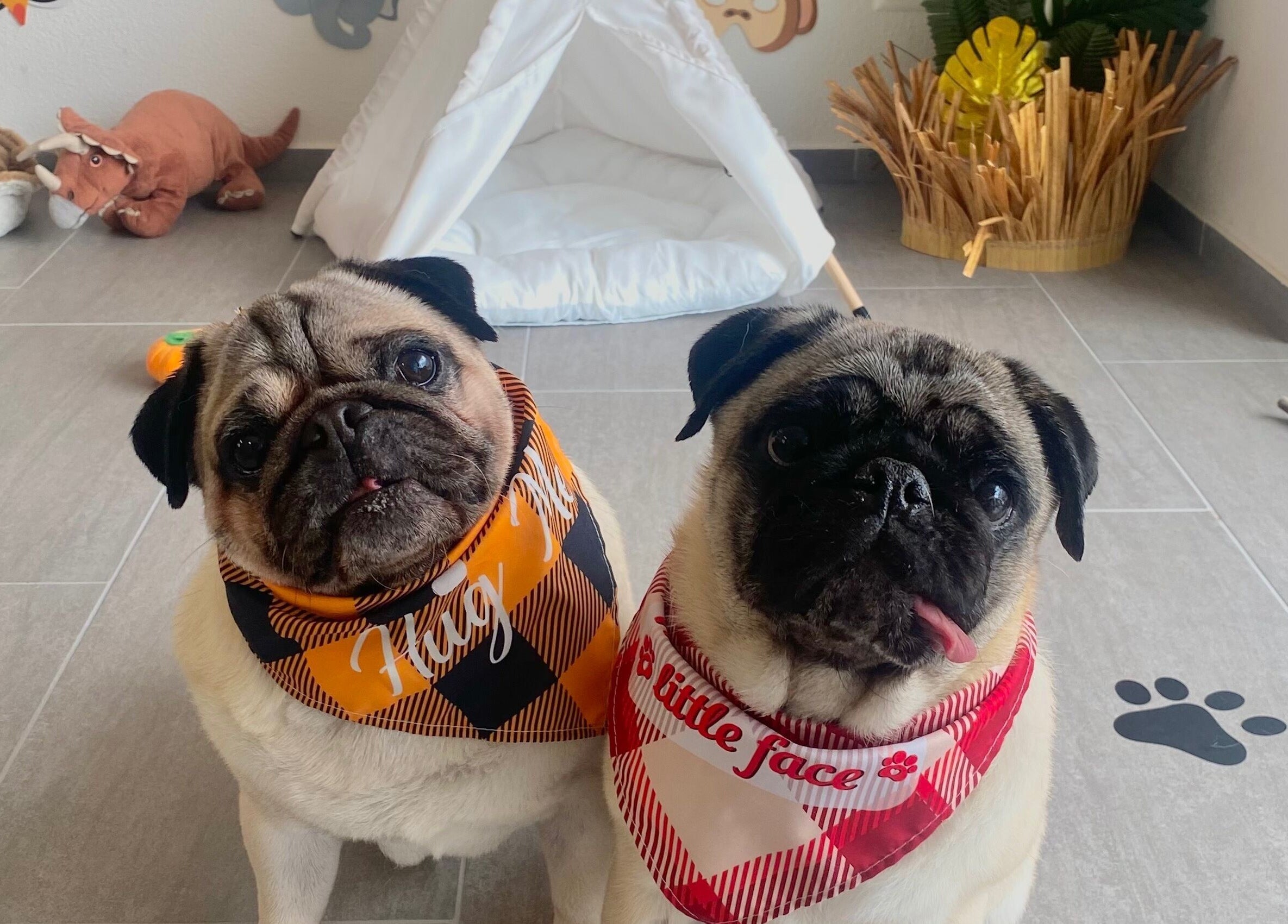 Zwei Möpse mit Schals, entspannt im Rogers Hundesalon in Reinach, Aargau, CH.