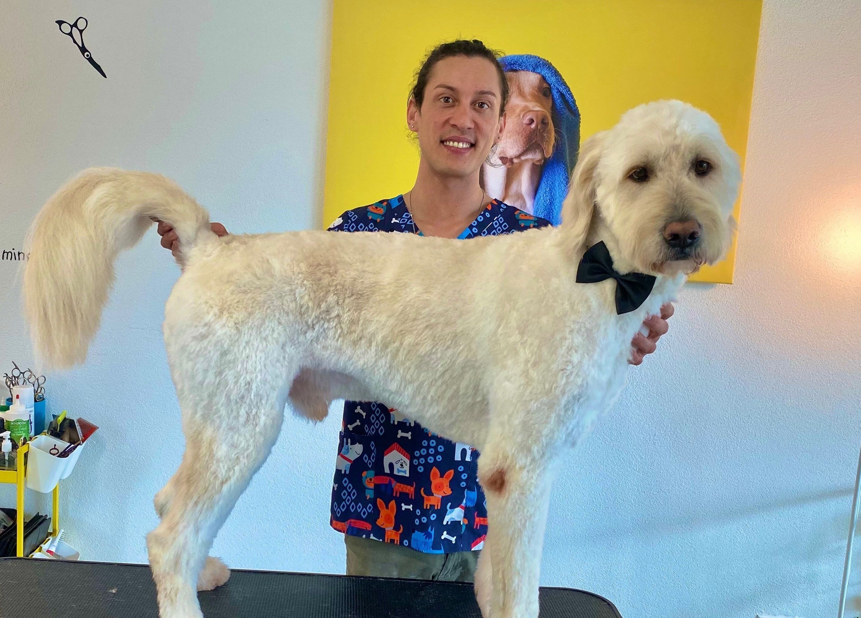 Gepflegter Hund mit Fliege im Rogers Hundesalon, Reinach, Aargau, CH.