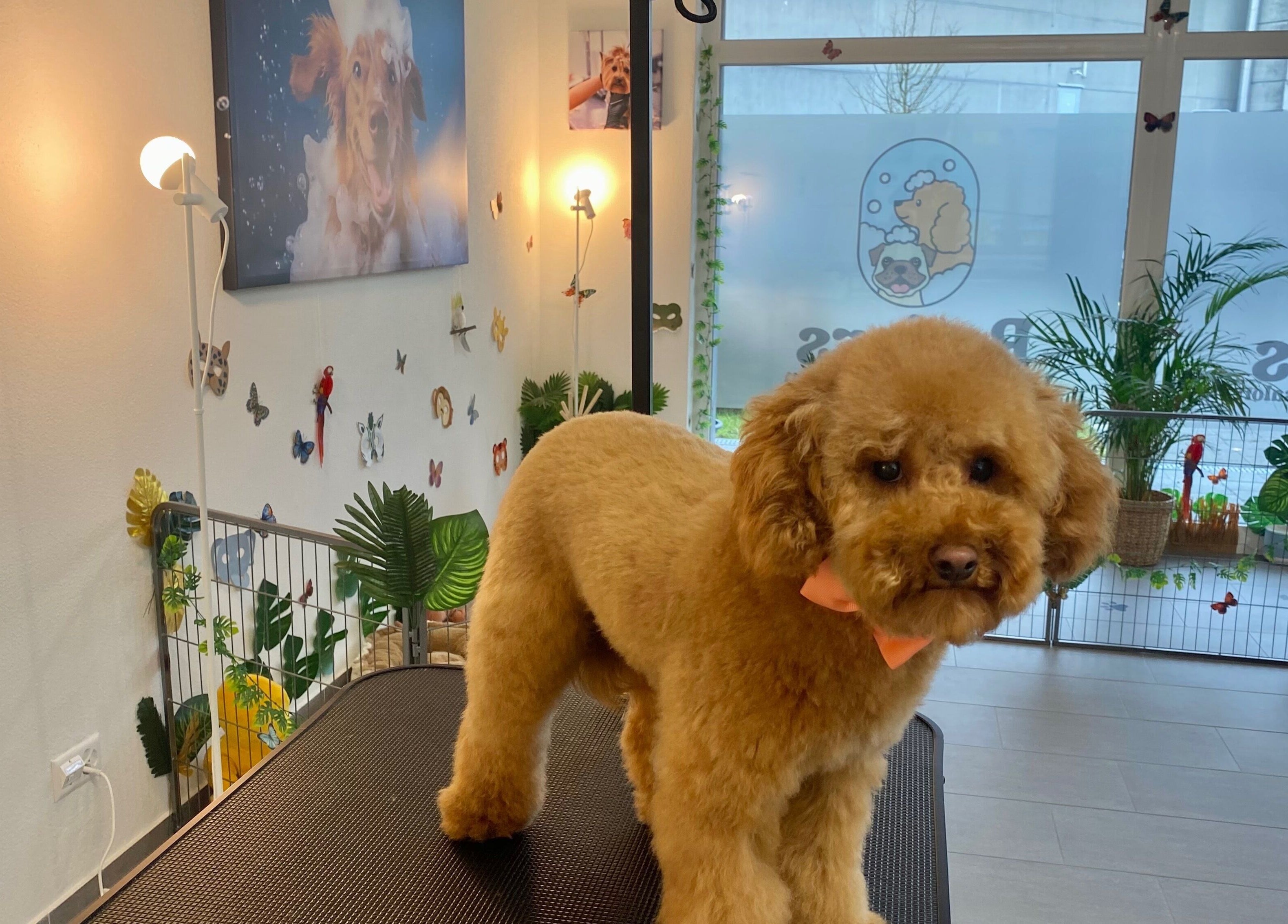 Eleganter Hund im Rogers Hundesalon, Reinach, Aargau, CH, dekoriert mit tropischen Pflanzen.