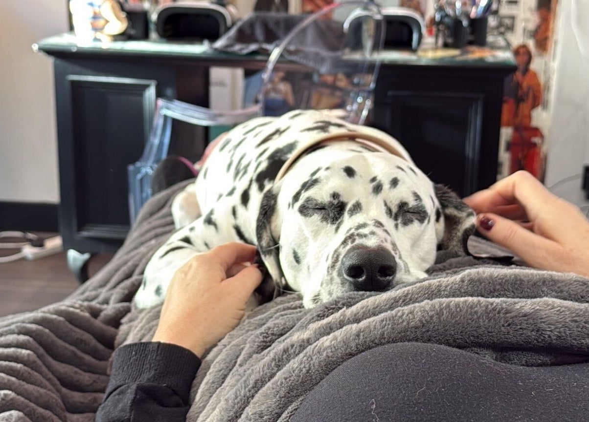 Cozy Dalmatian relaxing at the brow job, Chester, England, GB. Tranquil beauty and wellness atmosphere.
