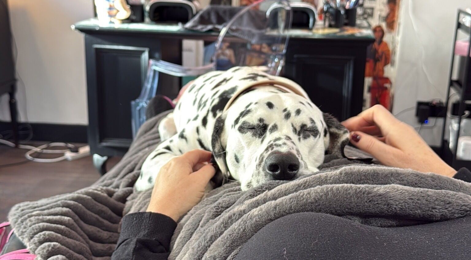 Cozy Dalmatian relaxing at the brow job, Chester, England, GB. Tranquil beauty and wellness atmosphere.