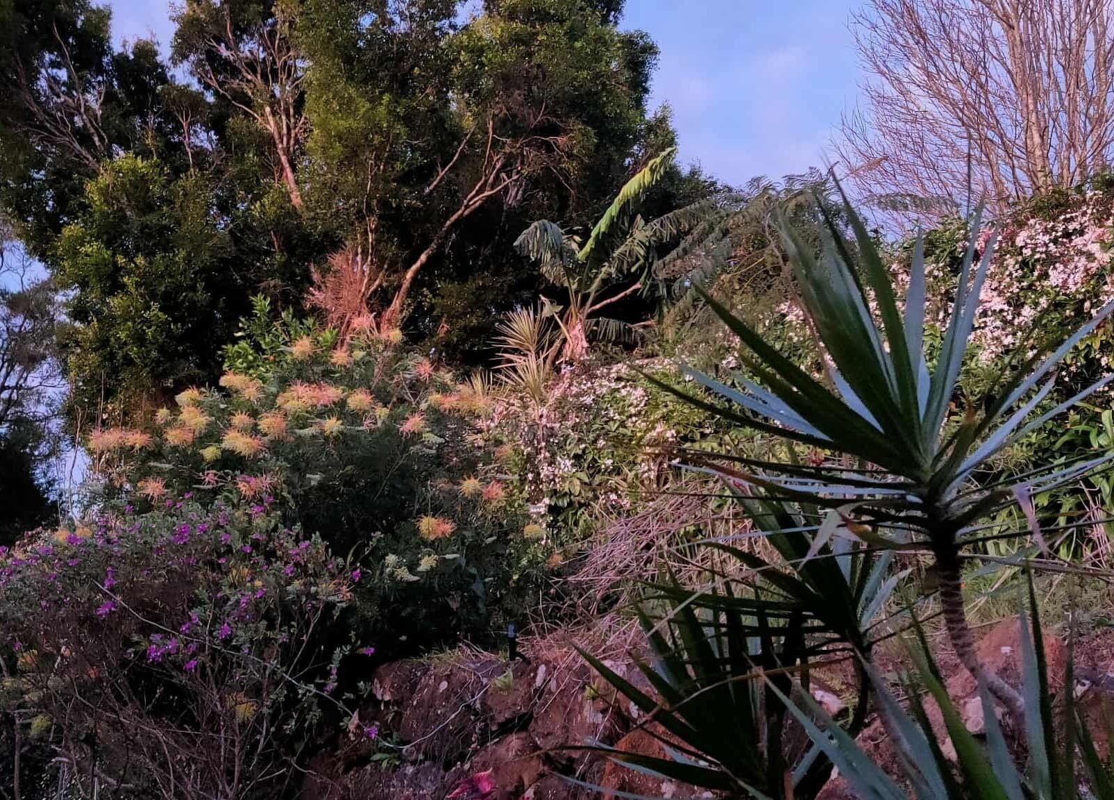 Lush garden at Blissage Day Spa Sanctuary, Tamborine Mountain, Queensland, AU; tranquil nature escape.