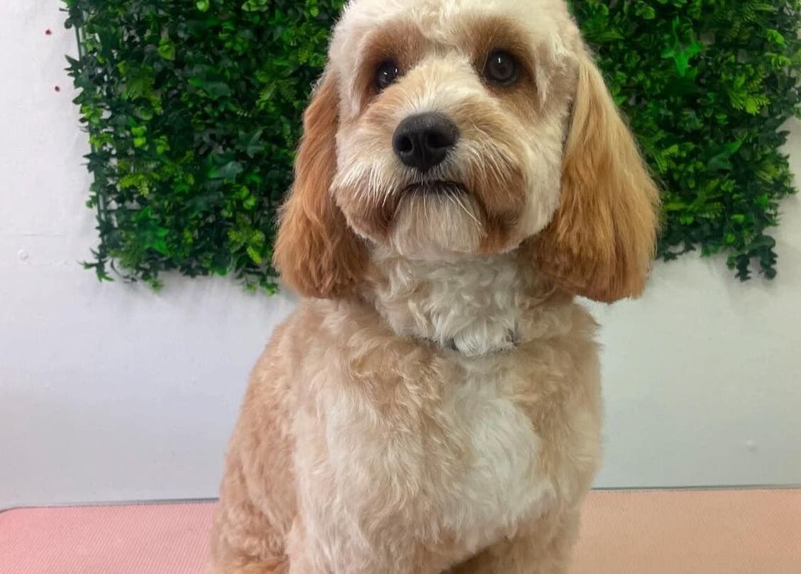 Freshly groomed dog at Barkin Beauties Dog Grooming, St Helens, England, GB