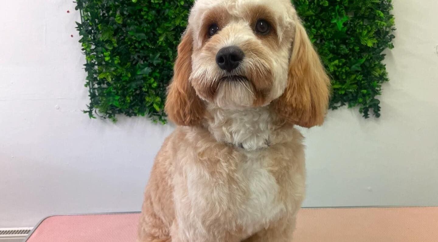 Freshly groomed dog at Barkin Beauties Dog Grooming, St Helens, England, GB