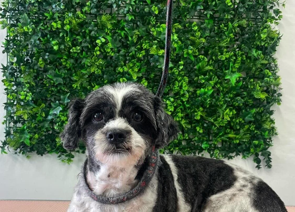 Happy groomed dog at Barkin Beauties Dog Grooming, St Helens, England, GB with lush greenery backdrop.