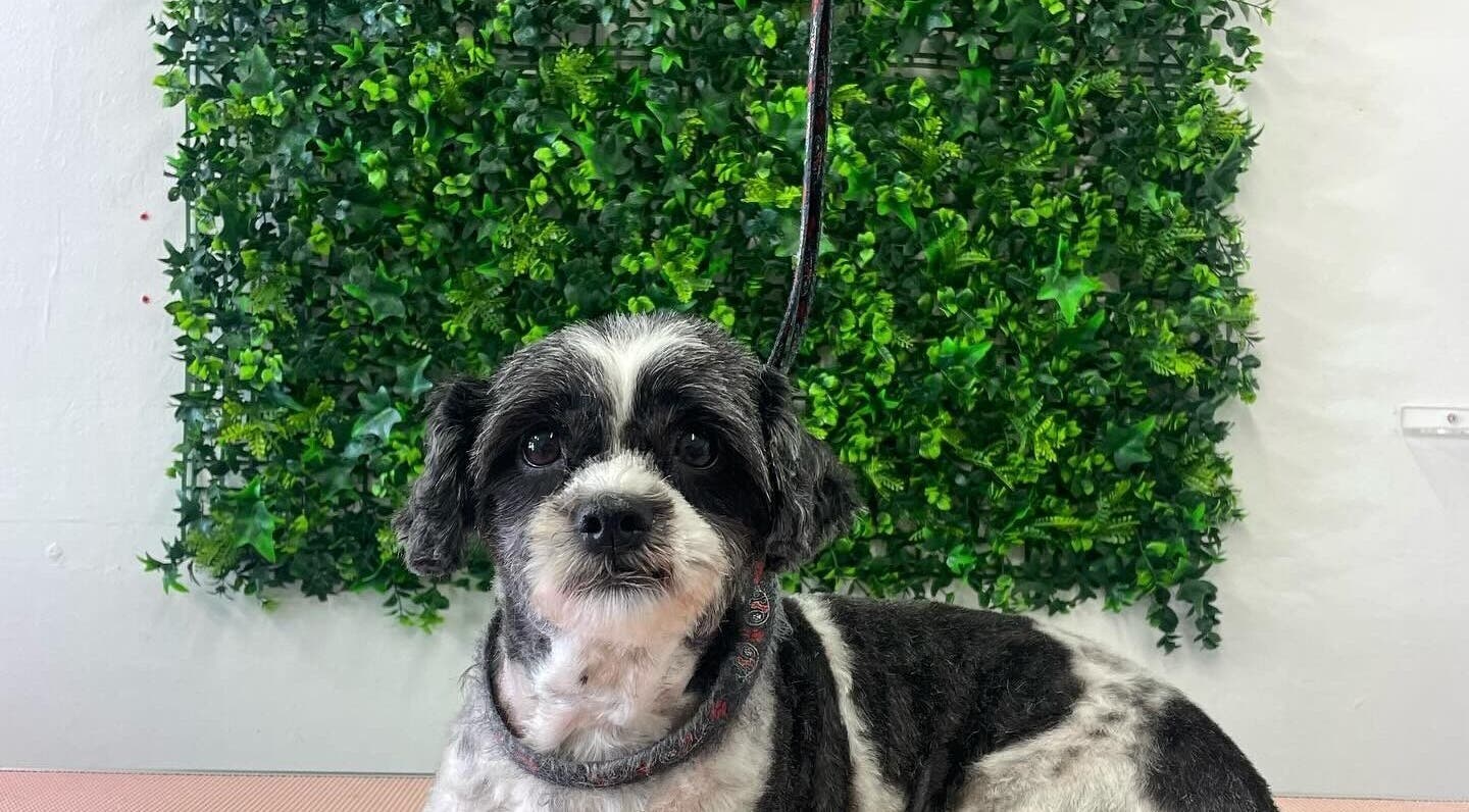 Happy groomed dog at Barkin Beauties Dog Grooming, St Helens, England, GB with lush greenery backdrop.