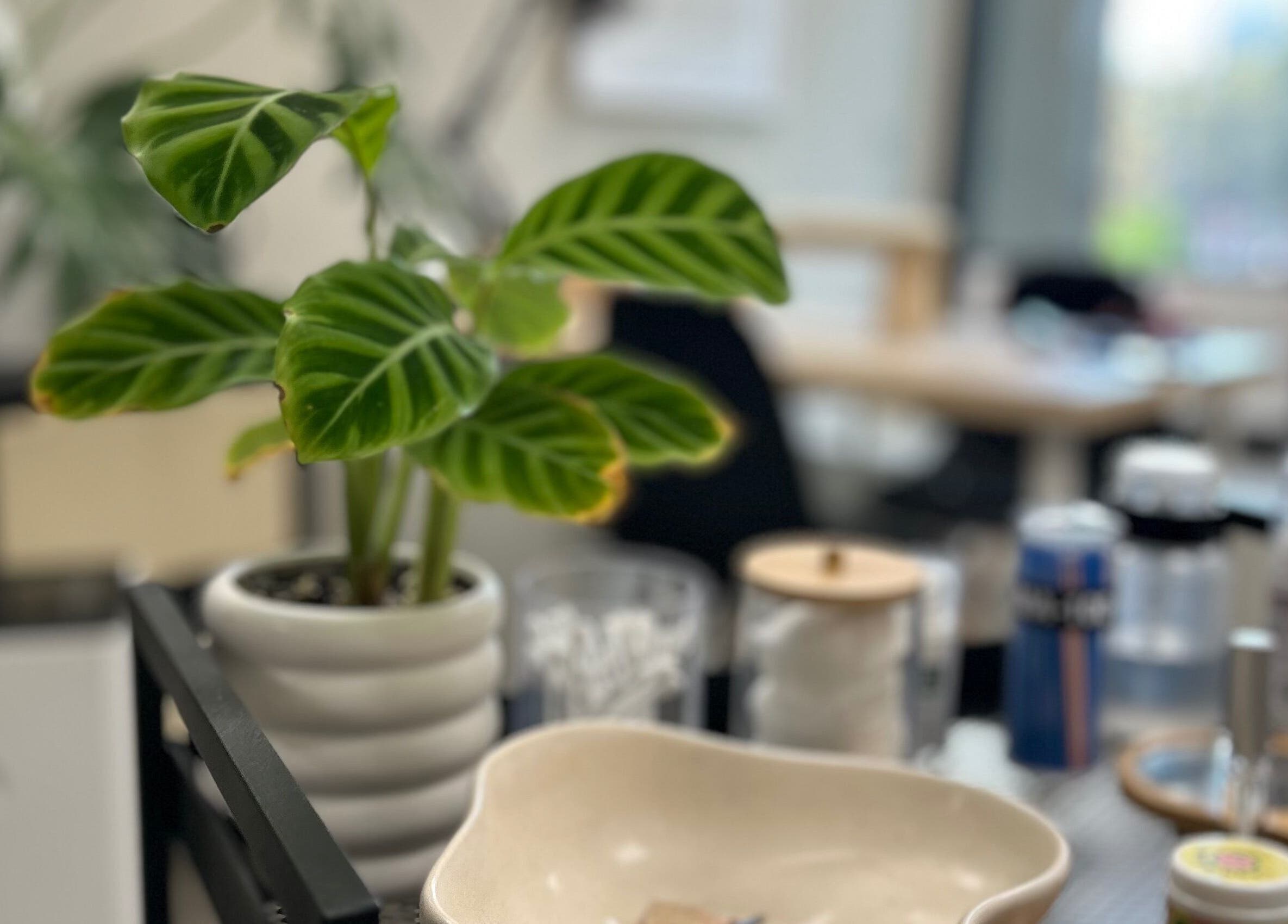 Planta verde en mesa de Scstudio Cl, Providencia, Región Metropolitana, CL, creando un ambiente relajante.