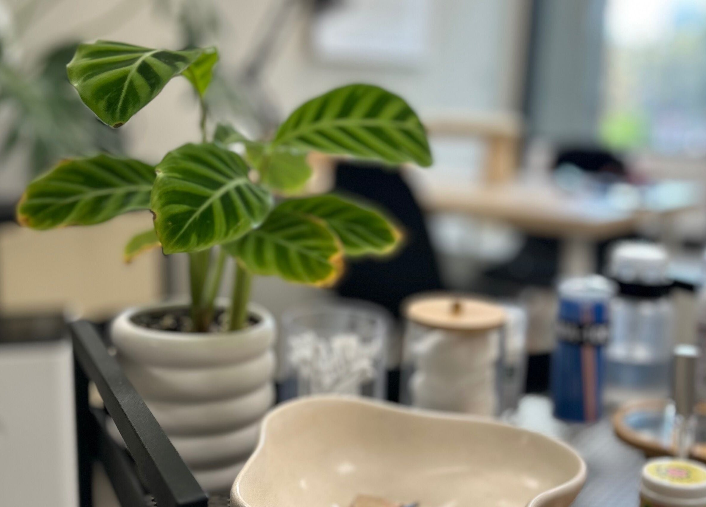 Planta verde en mesa de Scstudio Cl, Providencia, Región Metropolitana, CL, creando un ambiente relajante.