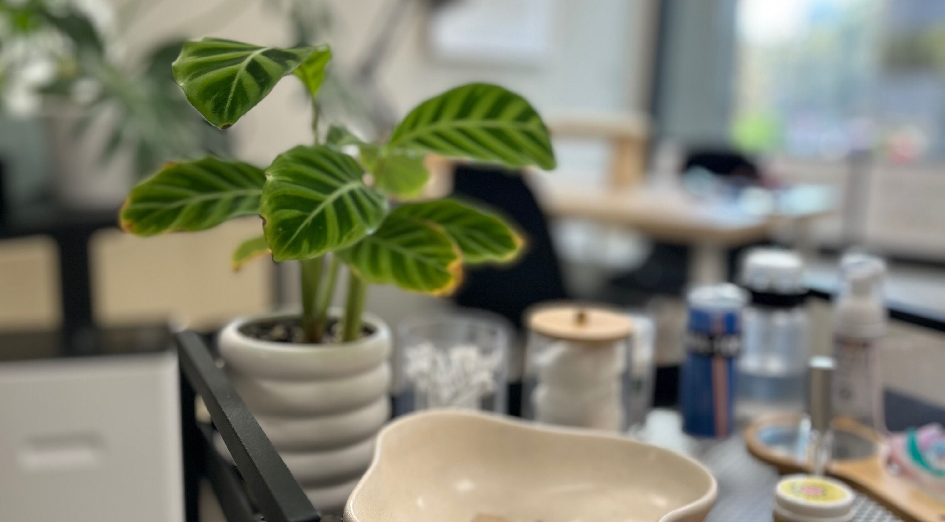 Planta verde en mesa de Scstudio Cl, Providencia, Región Metropolitana, CL, creando un ambiente relajante.