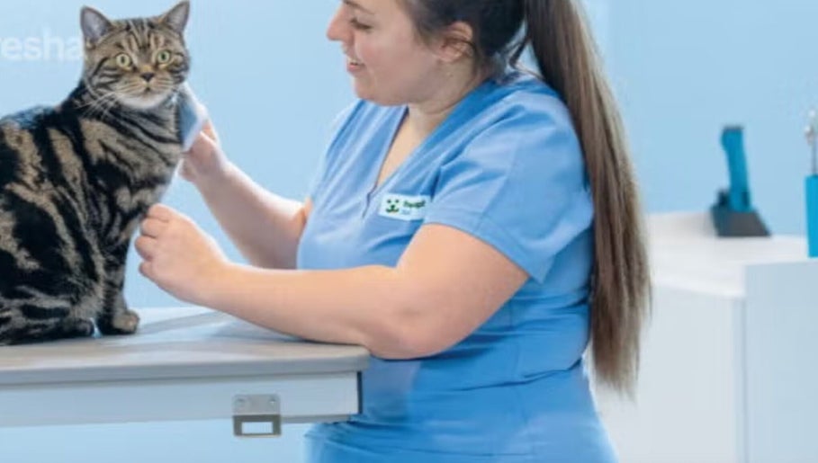 Tierpflegerin bei Fressnapf Salon Moers, Katze in Moers, Nordrhein-westfalen, DE streichelnd.