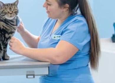 Tierpflegerin bei Fressnapf Salon Moers, Katze in Moers, Nordrhein-westfalen, DE streichelnd.