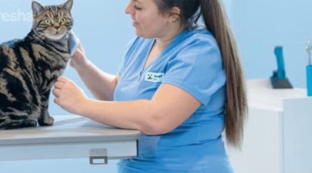 Tierpflegerin bei Fressnapf Salon Moers, Katze in Moers, Nordrhein-westfalen, DE streichelnd.